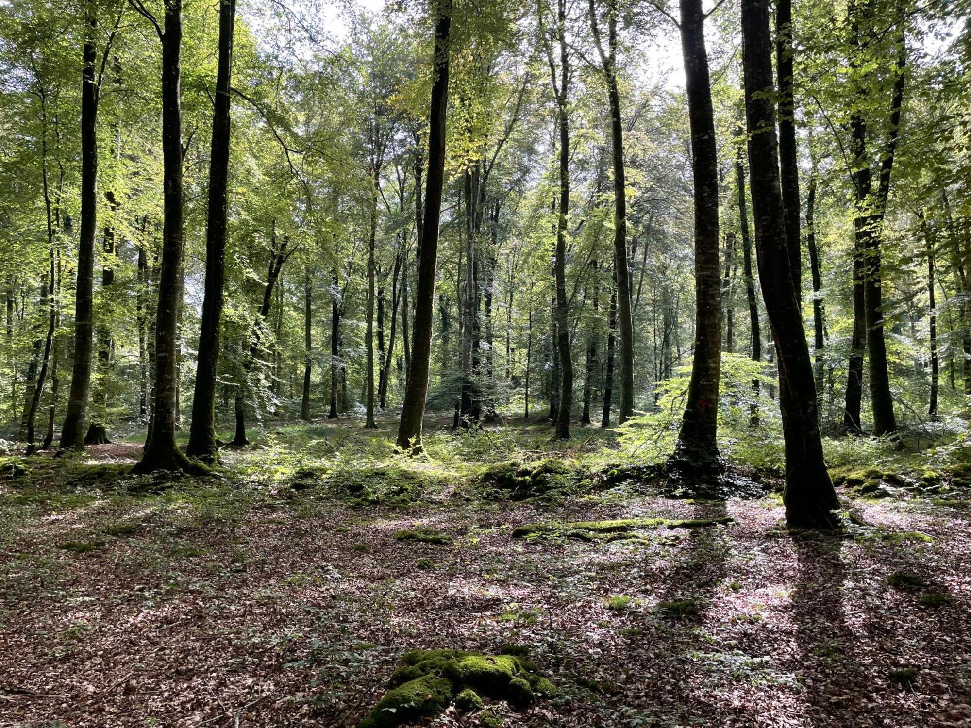 Les Maisons Des Halles Cerisy-la-Foret Luaran gambar